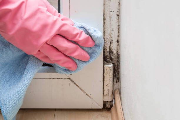 Best HVAC Mold Remediation in New Britain, CT