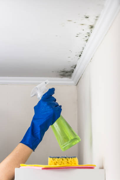 Best Commercial Mold Remediation in New Britain, CT